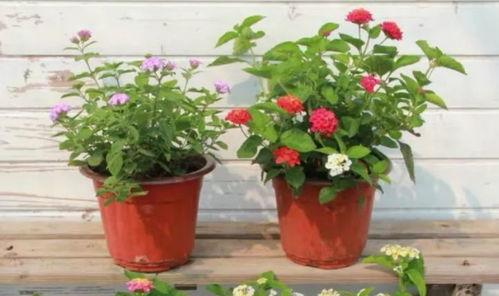 声控主播爆料视频大全最新,揭秘视频大全背后的精彩瞬间  第3张